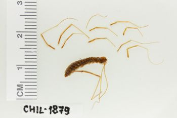 Media type: image;   Invertebrate Zoology CHIL-1879 Description: Digital photograph of preserved specimen.;